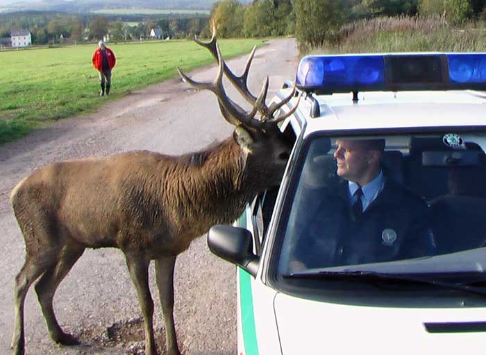 policajt-vs-jelen.jpg