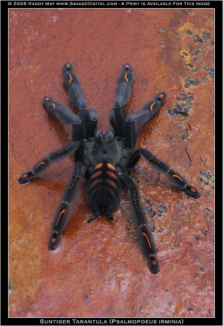 Psalmopoeus_irminia.jpg