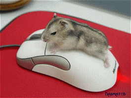 Není myš jako myš.gif