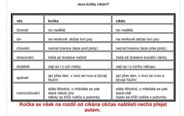 Jsou kočky cikáni.jpg